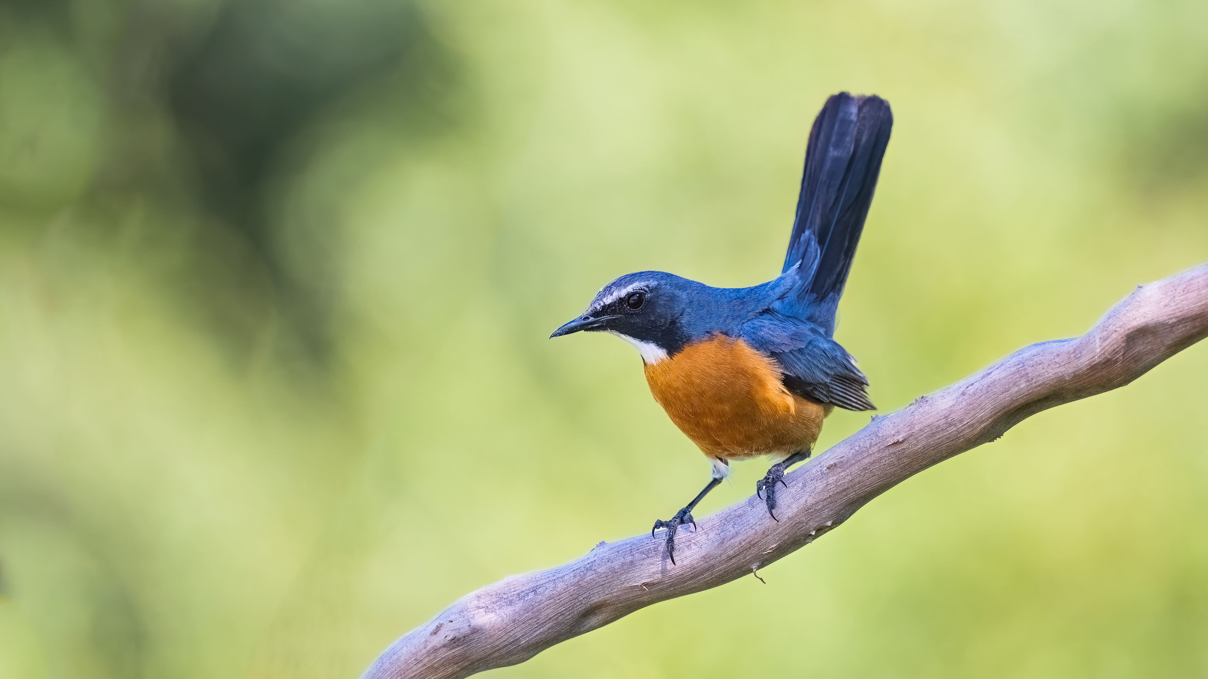 White-throated Robin